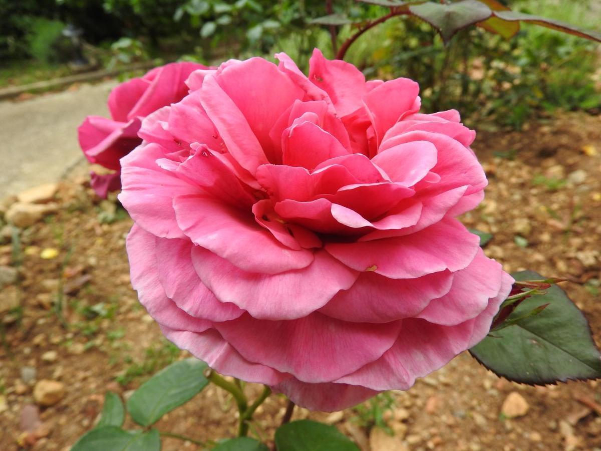 Villa Daphne Spéracèdes 외부 사진