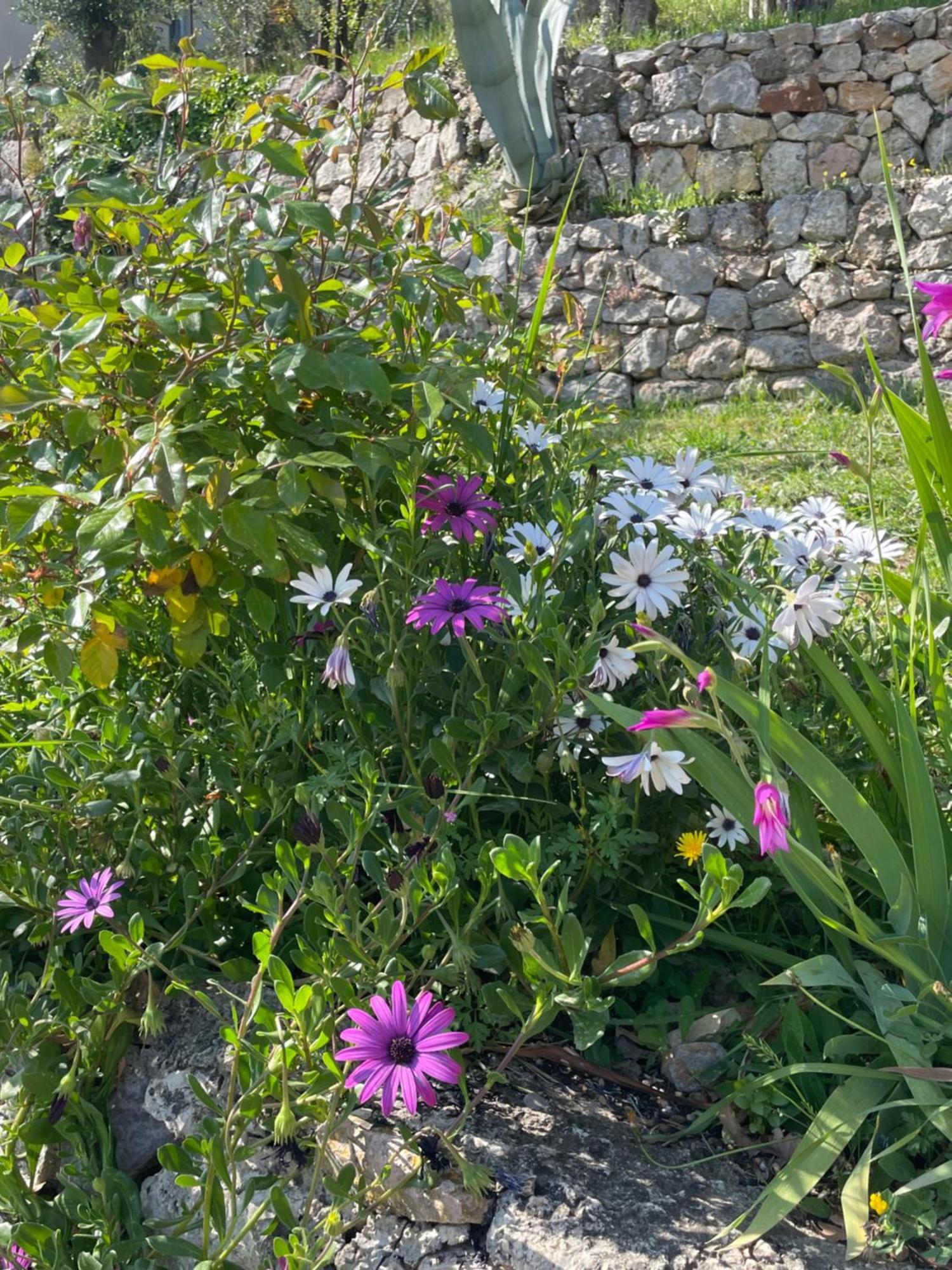 Villa Daphne Spéracèdes 외부 사진